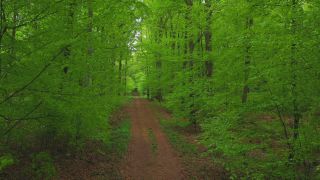 Link to Video | landscape, renewable resource, bird's-eye view, Rhineland-Palatinate, Germany, vegetation, environmental effects, Fagus, Waldzustandsbericht, wood, forest protection, ecosystem, forestry, forest, aerial shot, Freudenburg, nature, environmental protection, Saargau