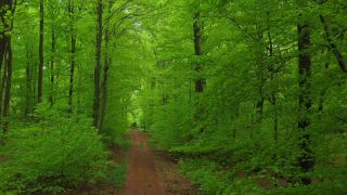 Link to Video | landscape, renewable resource, bird's-eye view, Rhineland-Palatinate, Germany, vegetation, environmental effects, Fagus, Waldzustandsbericht, wood, forest protection, ecosystem, forestry, forest, aerial shot, Freudenburg, nature, environmental protection, Saargau
