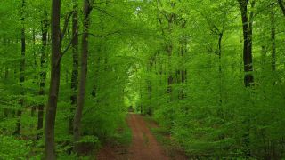 Link zum Video | Landschaft, nachwachsender Rohstoff, Vogelperspektive, Rheinland-Pfalz, Deutschland, Vegetation, Umweltbelastung, Buchen, Waldzustandsbericht, Holz, Waldschutz, Ökosystem, Forstwirtschaft, Wald, Luftaufnahme, Freudenburg, Natur, Umweltschutz, Saargau