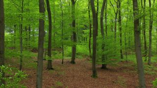 Link to Video | landscape, renewable resource, bird's-eye view, Rhineland-Palatinate, Germany, vegetation, environmental effects, Fagus, Waldzustandsbericht, wood, forest protection, ecosystem, forestry, forest, aerial shot, Freudenburg, nature, environmental protection, Saargau