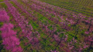 Link zum Video | Baum, Bremm, Landwirtschaft, Rheinland-Pfalz, Pfirsich, Obstbau, Deutschland, Plantage, Obst, Pfirsichbaum, Blüte, Obstbaum