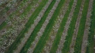 Link to Video | tree, agriculture, bird's-eye view, Rhineland-Palatinate, spring, fruit picking, Germany, plantation, season, aerial shot, Winningen, fruit tree