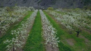 Link to Video | tree, agriculture, bird's-eye view, Rhineland-Palatinate, spring, fruit picking, Germany, plantation, season, aerial shot, Winningen, fruit tree