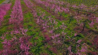 Link to Video | tree, Bremm, agriculture, Rhineland-Palatinate, peach, fruit picking, Germany, plantation, fruit, peach tree, flower, fruit tree