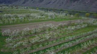 Link to Video | tree, agriculture, bird's-eye view, Rhineland-Palatinate, spring, fruit picking, Germany, plantation, season, aerial shot, Winningen, fruit tree