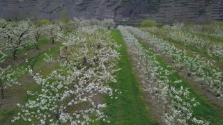Link to Video | tree, agriculture, bird's-eye view, Rhineland-Palatinate, spring, fruit picking, Germany, plantation, season, aerial shot, Winningen, fruit tree