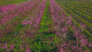 Link to Video | tree, Bremm, agriculture, Rhineland-Palatinate, peach, fruit picking, Germany, plantation, fruit, peach tree, flower, fruit tree