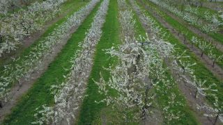 Link zum Video | Baum, Landwirtschaft, Vogelperspektive, Rheinland-Pfalz, Frühling, Obstbau, Deutschland, Plantage, Jahreszeit, Luftaufnahme, Winningen, Obstbaum