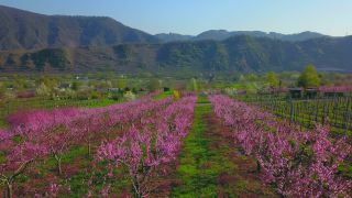 Link to Video | tree, Bremm, agriculture, Rhineland-Palatinate, peach, fruit picking, Germany, plantation, fruit, peach tree, flower, fruit tree