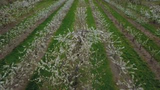 Link to Video | tree, agriculture, bird's-eye view, Rhineland-Palatinate, spring, fruit picking, Germany, plantation, season, aerial shot, Winningen, fruit tree