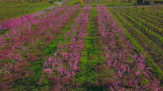 Link to Video | tree, Bremm, agriculture, Rhineland-Palatinate, peach, fruit picking, Germany, plantation, fruit, peach tree, flower, fruit tree