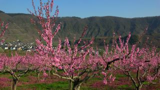 Link to Video | tree, Bremm, agriculture, Rhineland-Palatinate, peach, fruit picking, Germany, plantation, fruit, peach tree, flower, fruit tree