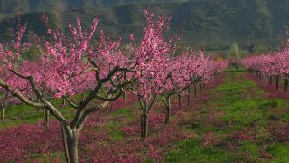 Link to Video | tree, Bremm, agriculture, Rhineland-Palatinate, peach, fruit picking, Germany, plantation, fruit, peach tree, flower, fruit tree