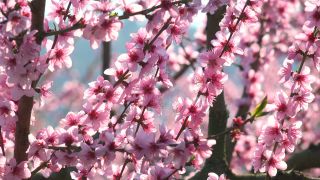 Link to Video | tree, Bremm, agriculture, Rhineland-Palatinate, peach, fruit picking, Germany, plantation, fruit, peach tree, flower, fruit tree