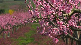 Link to Video | tree, Bremm, agriculture, Rhineland-Palatinate, peach, fruit picking, Germany, plantation, fruit, peach tree, flower, fruit tree
