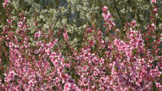 Link to Video | tree, Bremm, agriculture, Rhineland-Palatinate, peach, fruit picking, Germany, plantation, fruit, peach tree, flower, fruit tree
