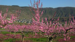 Link to Video | tree, Bremm, agriculture, Rhineland-Palatinate, peach, fruit picking, Germany, plantation, fruit, peach tree, flower, fruit tree