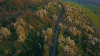 Link to Video | landscape, tree, bird's-eye view, Rhineland-Palatinate, spring, Germany, Ayl, vegetation, season, forest, aerial shot, flower, nature