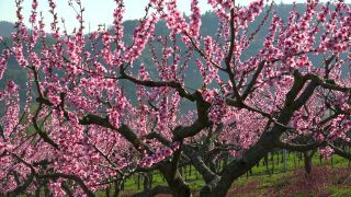 Link to Video | tree, Bremm, agriculture, Rhineland-Palatinate, peach, fruit picking, Germany, plantation, fruit, peach tree, flower, fruit tree