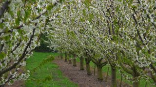 Link to Video | tree, agriculture, Rhineland-Palatinate, spring, fruit picking, Germany, field, plantation, cherry, season, flower, Winningen, fruit tree