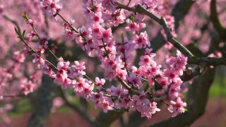 Link zum Video | Baum, Bremm, Landwirtschaft, Rheinland-Pfalz, Pfirsich, Obstbau, Deutschland, Plantage, Obst, Pfirsichbaum, Blüte, Obstbaum