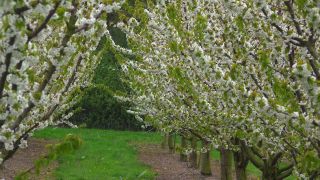 Link to Video | tree, agriculture, Rhineland-Palatinate, spring, fruit picking, Germany, field, plantation, cherry, season, flower, Winningen, fruit tree
