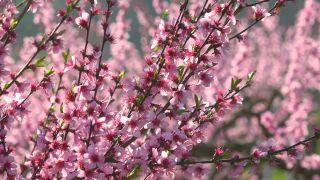 Link to Video | tree, Bremm, agriculture, Rhineland-Palatinate, peach, fruit picking, Germany, plantation, fruit, peach tree, flower, fruit tree