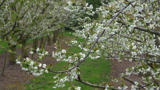 Link to Video | tree, agriculture, Rhineland-Palatinate, spring, fruit picking, Germany, field, plantation, cherry, season, flower, Winningen, fruit tree