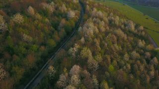 Link to Video | landscape, tree, bird's-eye view, Rhineland-Palatinate, spring, Germany, Ayl, vegetation, season, forest, aerial shot, flower, nature