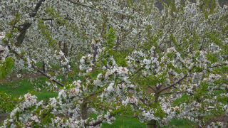 Link to Video | tree, agriculture, Rhineland-Palatinate, spring, fruit picking, Germany, field, plantation, cherry, season, flower, Winningen, fruit tree