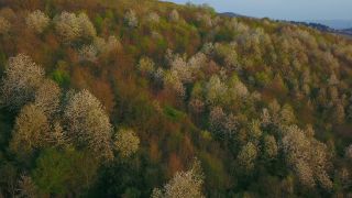 Link to Video | landscape, tree, bird's-eye view, Rhineland-Palatinate, spring, Germany, Ayl, vegetation, season, forest, aerial shot, flower, nature