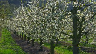Link to Video | tree, agriculture, Rhineland-Palatinate, spring, fruit picking, Germany, field, plantation, cherry, season, flower, Winningen, fruit tree