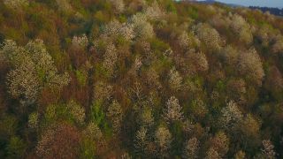 Link zum Video | Landschaft, Baum, Vogelperspektive, Rheinland-Pfalz, Frühling, Deutschland, Ayl, Vegetation, Jahreszeit, Wald, Luftaufnahme, Blüte, Natur