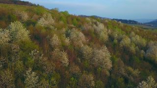 Link zum Video | Landschaft, Baum, Vogelperspektive, Rheinland-Pfalz, Frühling, Deutschland, Ayl, Vegetation, Jahreszeit, Wald, Luftaufnahme, Blüte, Natur