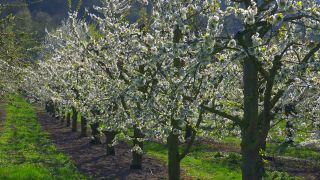 Link zum Video | Baum, Landwirtschaft, Rheinland-Pfalz, Frühling, Obstbau, Deutschland, Acker, Plantage, Kirsche, Jahreszeit, Blüte, Winningen, Obstbaum