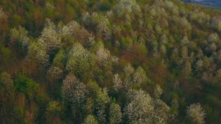 Link to Video | landscape, tree, bird's-eye view, Rhineland-Palatinate, spring, Germany, Ayl, vegetation, season, forest, aerial shot, flower, nature