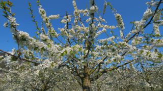 Link to Video | tree, agriculture, Rhineland-Palatinate, spring, fruit picking, Germany, field, plantation, cherry, season, flower, Winningen, fruit tree