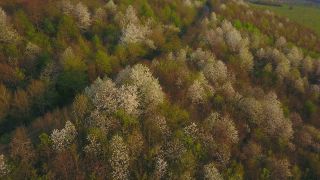 Link zum Video | Landschaft, Baum, Vogelperspektive, Rheinland-Pfalz, Frühling, Deutschland, Ayl, Vegetation, Jahreszeit, Wald, Luftaufnahme, Blüte, Natur