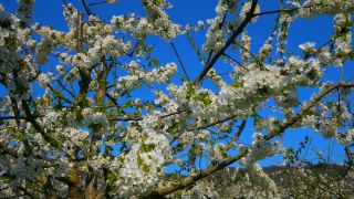 Link to Video | tree, agriculture, Rhineland-Palatinate, spring, fruit picking, Germany, field, plantation, cherry, season, flower, Winningen, fruit tree