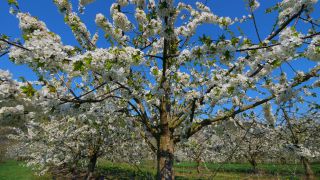 Link to Video | tree, agriculture, Rhineland-Palatinate, spring, fruit picking, Germany, field, plantation, cherry, season, flower, Winningen, fruit tree