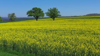 Link zum Video | Landschaft, Landwirtschaft, Vogelperspektive, Rheinland-Pfalz, Landschaftselement, Deutschland, Vegetation, Landform, Agrarlandschaft, Luftaufnahme, Fisch, Natur, Saargau