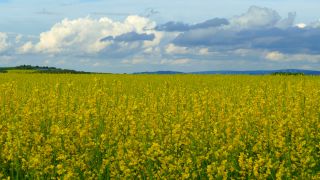 Link to Video | landscape, agriculture, bird's-eye view, Rhineland-Palatinate, landscape element, Germany, vegetation, landform, landscape of agriculture, aerial shot, Fisch, nature, Saargau