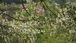 Link to Video | landscape, tree, spring, Prunus cerasus, cherry, season, cherry tree, flower, nature