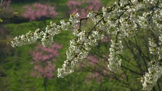 Link to Video | landscape, tree, spring, Prunus cerasus, cherry, season, cherry tree, flower, nature