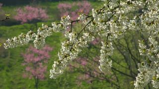 Link to Video | landscape, tree, spring, Prunus cerasus, cherry, season, cherry tree, flower, nature