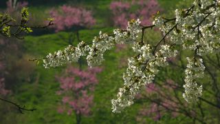 Link to Video | landscape, tree, spring, Prunus cerasus, cherry, season, cherry tree, flower, nature