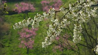 Link to Video | landscape, tree, spring, Prunus cerasus, cherry, season, cherry tree, flower, nature