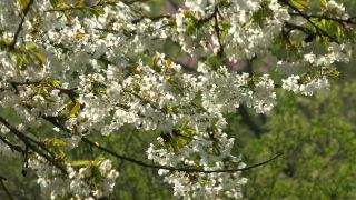 Link to Video | landscape, tree, spring, Prunus cerasus, cherry, season, cherry tree, flower, nature