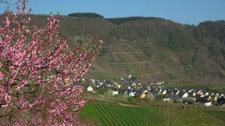 Link to Video | Bremm, Rhineland-Palatinate, peach, Germany, wine-producing region, vineyard, viticulture, peach tree, flower, Mosel-Saar-Ruwer