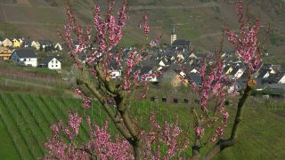 Link to Video | Bremm, Rhineland-Palatinate, peach, Germany, wine-producing region, vineyard, viticulture, peach tree, flower, Mosel-Saar-Ruwer